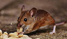 24 Hour & Emergency Exterminators in Greshville, PA